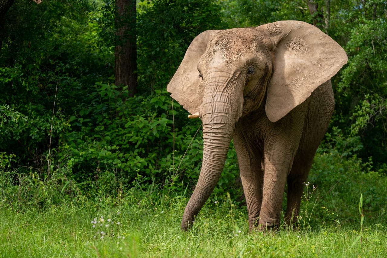 Le Botswana menace d'envoyer 20 000 éléphants en Allemagne .